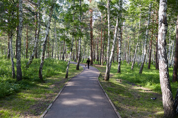 A winding path in a quiet park with tall birch trees. A winding path in a quiet park with tall birch trees. A girl walks her dog