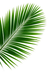 Obraz premium Isolated Transparent Background of a Vibrant Green Tropical Palm Leaf