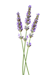 Fototapeta premium Isolated Transparent Background of Lavender Flower Stems in Purple Color