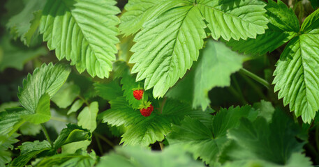 A pair of strawberries on a background of green grass