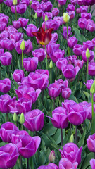 Obraz premium Field of Purple Tulips with a Unique Red Tulip in the Center