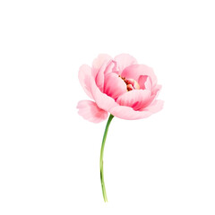 Elegant Pink Peony &ndash; Watercolor Flower