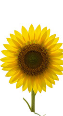 Obraz premium Isolated Sunflower With Transparent Backdrop Yellow Blossom Detailed