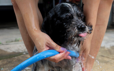 Obraz na płótnie Canvas Bathing a puppy to cool down
