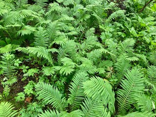 fern leaves in the forest