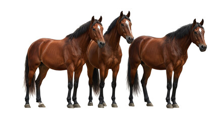 Obraz premium Isolated Group of Brown Horses on Transparent Background Animal Mammal