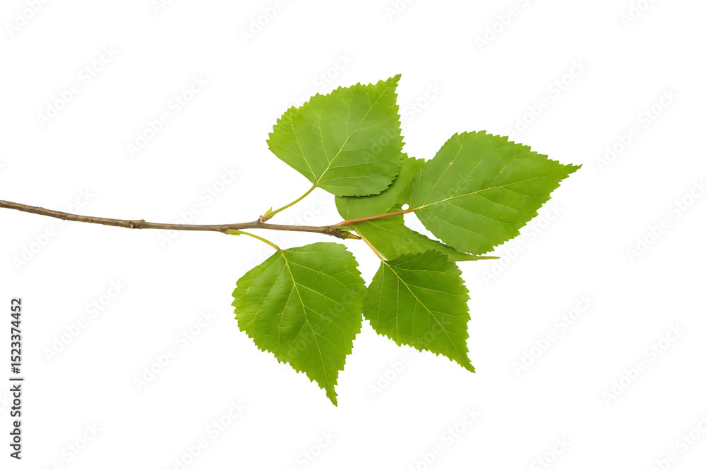 Poster linden tree branch with fresh green leaves isolated on black background high resolution macro