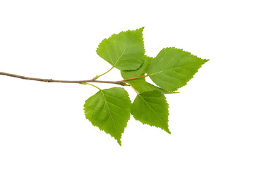 Fototapeta premium Linden Tree Branch with Fresh Green Leaves Isolated on Black Background High Resolution Macro