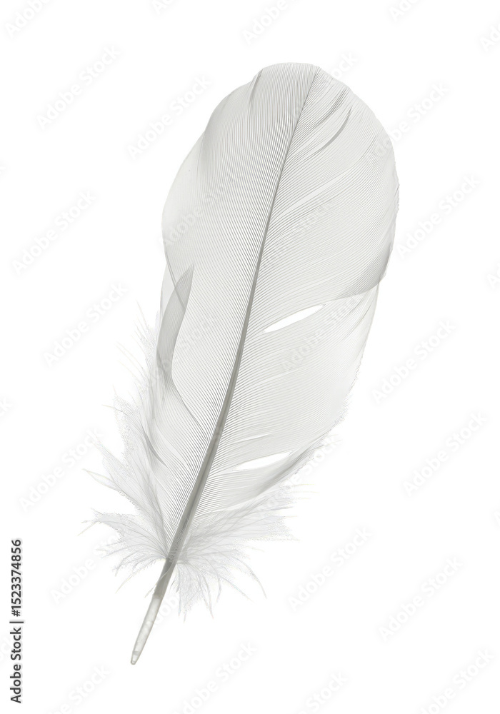 Poster isolated white feather plume with soft texture on transparent background