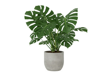 Isolated Image Of Green Leaf Monstera Plant In Potted In Transparent Background