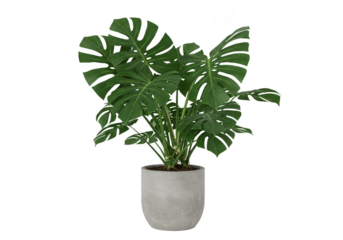 Isolated Image Of Green Leaf Monstera Plant In Potted In Transparent Background