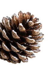 Isolated Pinecone with Snow Winter Holiday Christmas on Transparent