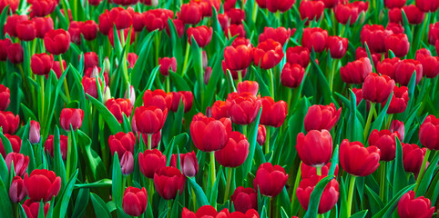 Obraz premium Red tulip flowers blooming on field in spring close-up. Beautiful natural floral background
