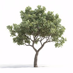 Obraz premium Green Leafy Trees. Vibrant Nature and Botanical Beauty in Outdoor Landscapes