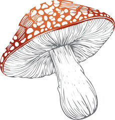 A striking illustration of a red mushroom with white spots, showcasing intricate details and texture