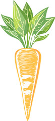 Fresh orange carrot and green leaf illustration