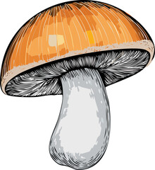 A mushroom in a close-up shot