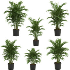Obraz premium Isolated Tropical Green Areca Palm Transparent Background Foliage Indoor