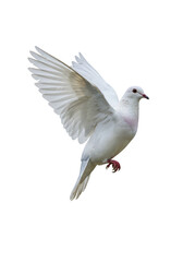 Obraz premium Isolated White Dove Flying with Spread Wings in Transparent Background
