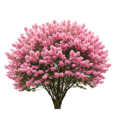 Fototapeta premium Pink flowering crape myrtle tree with dense blossoms isolated on transparent background