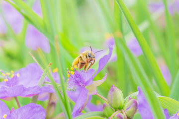 ムラサキツユクサの花に飛来したハナバチ
