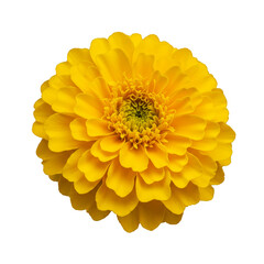 Isolated Yellow Flower Bloom with Transparent Background Illustration
