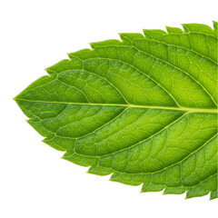 Obraz premium Isolated Macro Photo of Green Leaf With Veins on Transparent Background