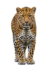 Obraz premium Isolated Transparent Background of a Leopard Standing Wildlife Animal