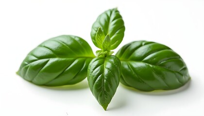 Fototapeta premium Three fresh green basil leaves on a white background