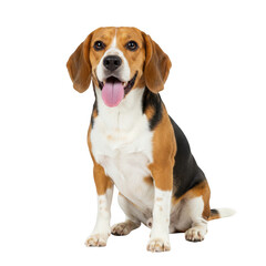 Sitting beagle with tongue out looking at camera isolated on transparent background