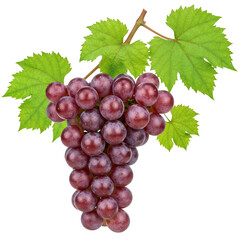 Fototapeta premium Isolated Transparent Background of Bunch of Fresh Red Grapes Fruits