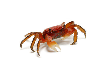 ベンケイガニ　海辺の生物　　白バック