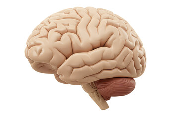 Realistic 3D Render of Human Brain with Detailed Anatomy Illustration