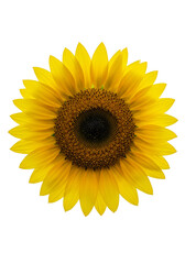Fototapeta premium Isolated Sunflower Bloom with Yellow Petals in Transparent Background