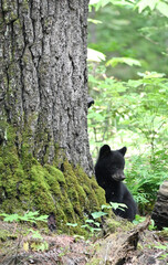 Bear Cub and Mama's Nose
