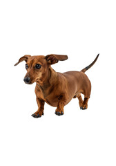Isolated Transparent Background Image of Brown Dachshund Dog Animal Pet