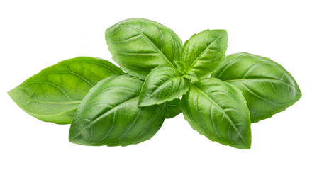 Isolated Transparent Background of Green Basil Leaf for Culinary Use