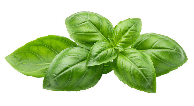 Isolated Transparent Background of Green Basil Leaf for Culinary Use