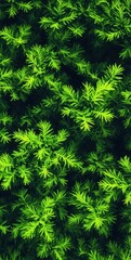 Fototapeta premium Bright Green Cedar Branches Creating a Dense Pattern, Symbolizing Growth and Environmental Sustainability for Eco-Conscious Brands : Generative AI