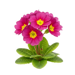 Isolated Floral Illustration of Pink Primrose Flower in Transparent Background