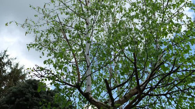 Birch tree with fresh green leaves and catkins against a cloudy blue sky in springtime