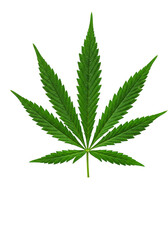 Isolated Green Cannabis Leaf on Transparent Background Illustration