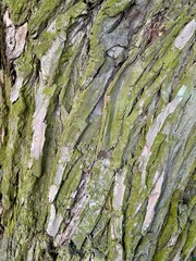  Tree bark with small green moss patches. Closeup texture of rough bark and delicate moss in...
