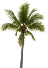 Isolated Tropical Palm Tree With Green Leaves On Transparent Background