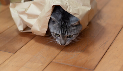 紙袋に入った可愛い猫　サバトラ猫