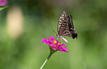 花の蜜を吸うアゲハチョウ	