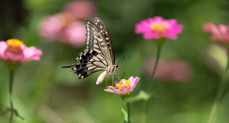 花の蜜を吸うアゲハチョウ	