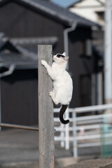 木に登って遊ぶ可愛い猫