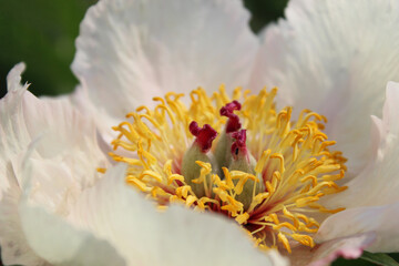 White peony close-up. White beautiful peony flower background. Beautiful peony bud blossomed in the summer garden. Fragrant June.