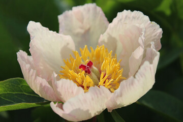 White peony close-up. White beautiful peony flower background. Beautiful peony bud blossomed in the summer garden. Fragrant June.